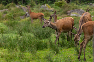 Portrait of a red deer herd; portrait of a red deer family, cervus elaphus in an enclosure in...