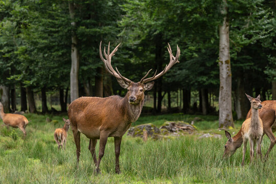 Portrait of a red deer herd; portrait of a red deer family, cervus elaphus in an enclosure in Scheuereck, Nationalpark Bayerischer Wald