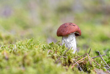 Boletus mushroom growing in moss in the forest. Beautiful autumn season plant. Edible leccinum mushroom, raw food. Vegetarian natural meal