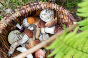 Basket of various edible mushrooms harvested in the forest. Beautiful autumn season. Raw food, vegetarian natural meal.