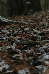 Tree and leafs with snow winter mood