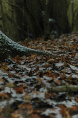Tree and leafs with snow winter mood