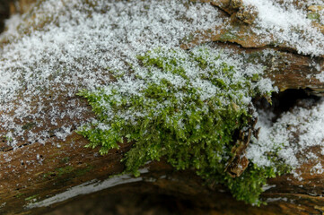 Obraz na płótnie Canvas Green moss on a tree with snow and leafs winter mood