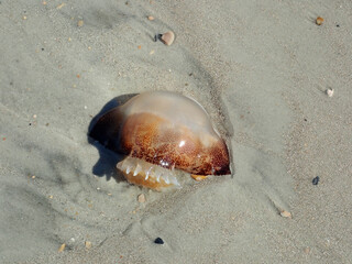 Jelly fish washed up