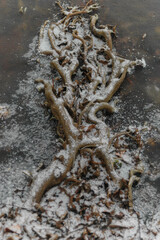 Impressive root in a frozen lake with snow winter mood