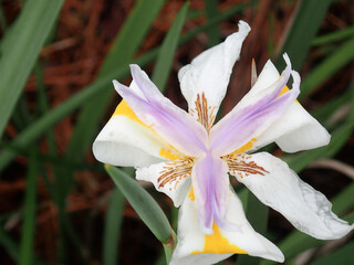 White and Purple Iris in the garden