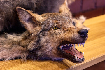 Wolf head as a hunting trophy on wooden background.