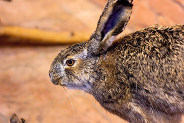 Brown and grey European hare head portrait close up.