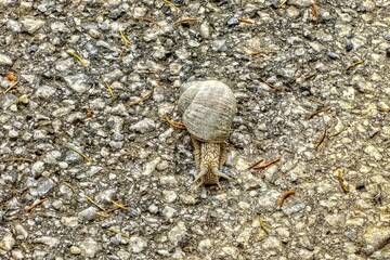 snail on the stone