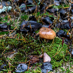 One wet mushroom grows in a pine forest. A forest mushroom that grows in green moss around which spruce needles and blackened fallen leaves lie. Beautiful close-up of a forest mushroom.