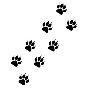 Tiger paw trace icon with flat style. Isolated vector tiger paw trace icon image on a white background.