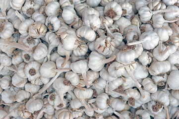 The garlic.
