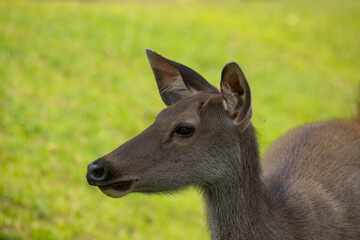 deer in the grass