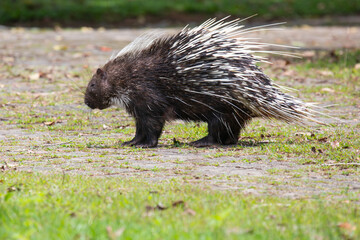 hedgehog in the grass