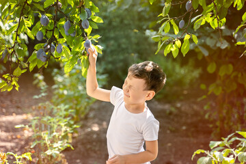 boy harvests in the garden, plums on the tree