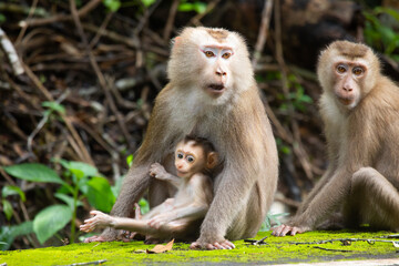 monkey