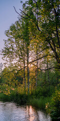 Sunset. River in a dense forest. Between the banks a rushing stream of water overgrown with green grass.