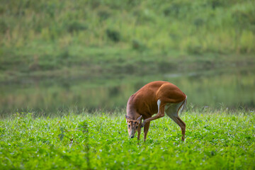 deer in the grass