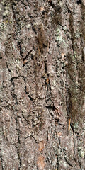 Texture shot of brown tree bark, filling the frame