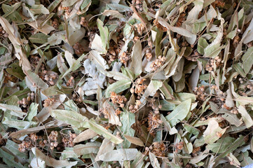 Herbs, linden, lime, lime blossom.