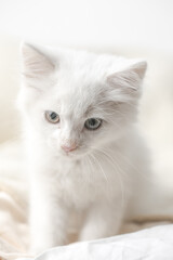 small white domestic kitten on bed with white blanket. cute adorable pet cat