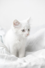 Fototapeta na wymiar small white domestic kitten on bed with white blanket. cute adorable pet cat