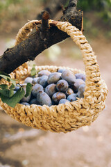 harvest plums in a basket, prunes