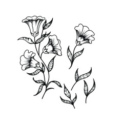 beautiful flower drawing design. sets of flower vector drawing design