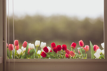 Red and white tulips on the balcony