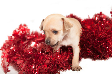 Close-up chihuahua puppy playing with red christmas tinsel on white background. Christmas concept.