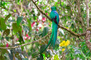 雰囲気のある森の小枝に止まった美しい野鳥ケツァール