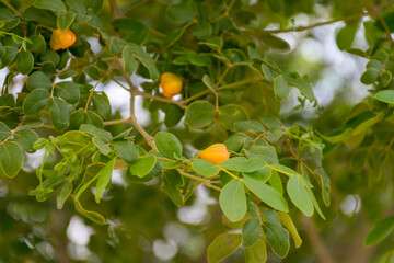 Orange and Green leaf's