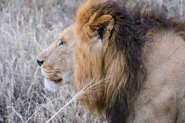 Naklejka premium Lion head in profile, close-up capture in savannah gras