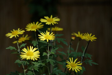 Light Yellow flowers of Chrysanthemum 'Higo Giku' in full bloom
