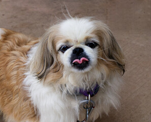 portrait of a dog with their tongue sticking out