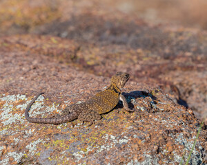 Female Eastern Collared Lizard