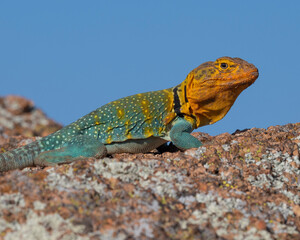 Male Eastern Collared Lizard