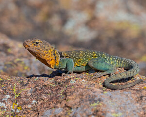 Male Eastern Collared Lizard