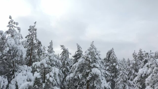 snow covered trees in forest