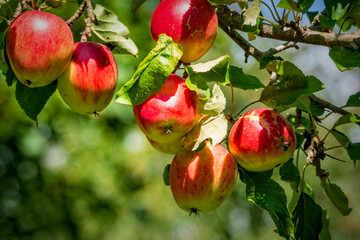 apples on tree