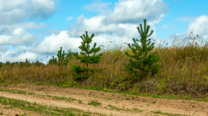 Fototapeta na wymiar two pines grow along the dirt road