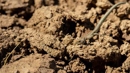 small gray lizard crawling on the sand, macro photo