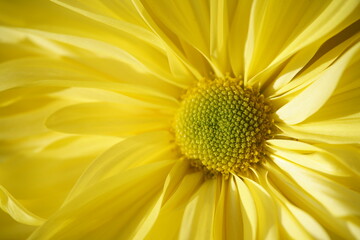 Light Yellow flowers of Chrysanthemum 'Ichimonji Giku' in full bloom
