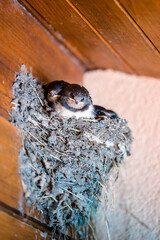 young swallow in their nest in macro