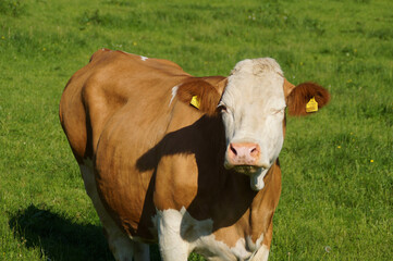 a cow winking on a green meadow on a sunny day in the Austrian Alps of the Schladming-Dachstein...