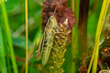 This Photo i hade taked after a runny day in the park and this grasshopper stopped to eat some thing . this Photo i had taked by Canon 200D