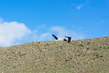 3 vultures flying just above a hill
