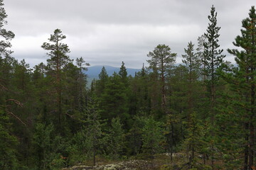 forest in the mountains