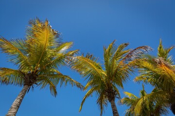 Parm Trees in the sun in the Spanish Sun.
