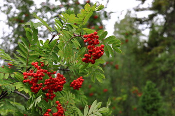 red currant bush
